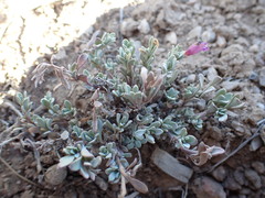Penstemon thompsoniae