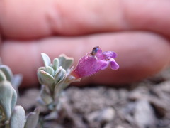 Penstemon thompsoniae