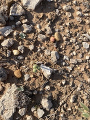 Zephyranthes longifolia
