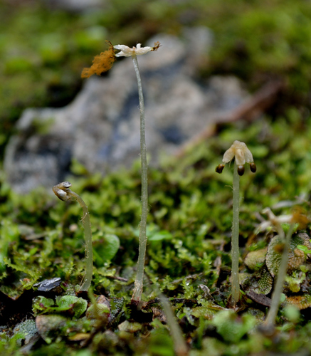 Lunularia cruciata