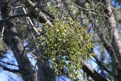 Notothixos subaureus