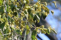 Notothixos subaureus