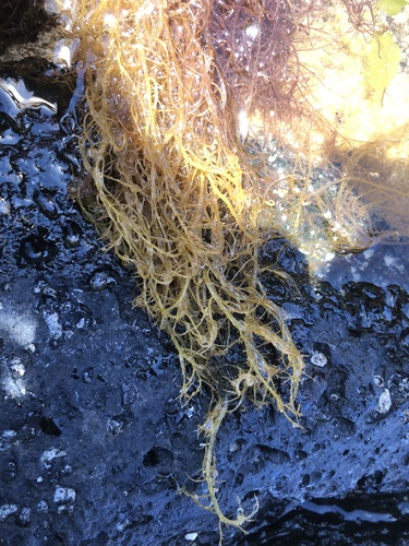 Hypnea observed 2021-06-16