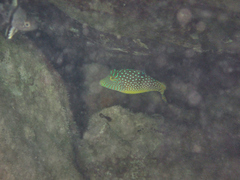 Canthigaster solandri