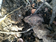 Phrynosoma taurus