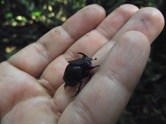 Phanaeus endymion