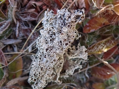 Lecanora epibryon broccha