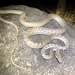 Oenpelli Rock Python - Photo (c) Chris Jolly, some rights reserved (CC BY-NC), uploaded by Chris Jolly