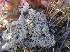 Lecanora epibryon broccha