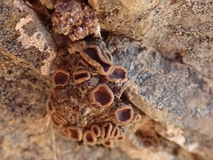 Psoroma hypnorum
