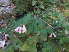 Symphoricarpos microphyllus