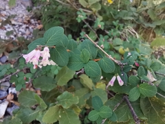 Symphoricarpos microphyllus