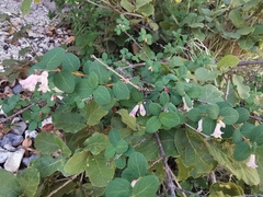 Symphoricarpos microphyllus