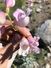Penstemon floridus floridus
