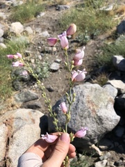 Penstemon floridus floridus
