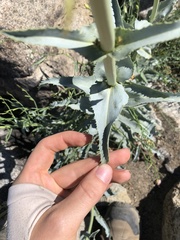 Penstemon floridus floridus