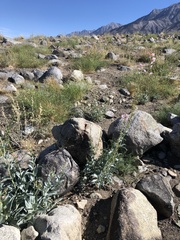 Penstemon floridus floridus
