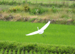 Ardea alba