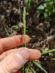Carex roanensis