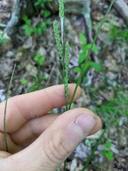 Carex roanensis