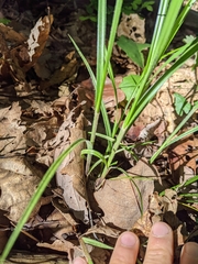 Carex roanensis
