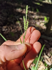 Carex roanensis