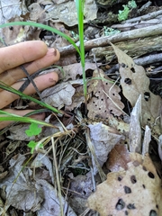 Carex roanensis