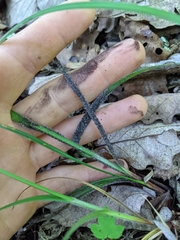 Carex roanensis