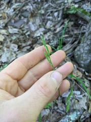 Carex roanensis