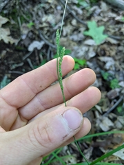 Carex roanensis