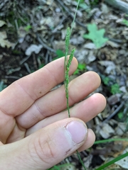 Carex roanensis