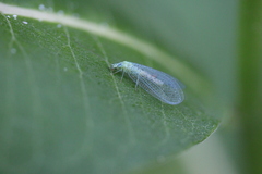Chrysopa chi