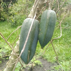 Vasconcellea × pentagona