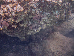 Sphaeramia orbicularis