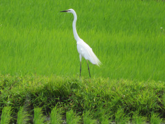 Ardea alba
