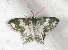 Chloropteryx dealbata