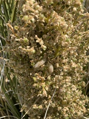 Callophrys mcfarlandi