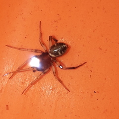 Steatoda ancorata