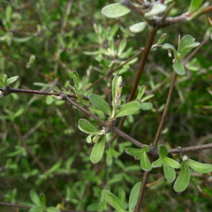 Olearia odorata