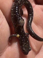 Plethodon glutinosus