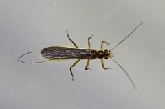 Perlesta