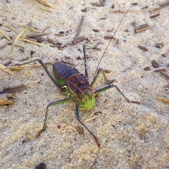 Neocallicrania barrosi