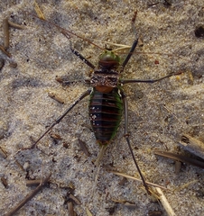 Neocallicrania barrosi