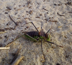 Neocallicrania barrosi