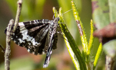 Rheumaptera hastata