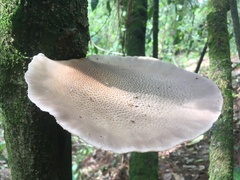Pleurotus smithii