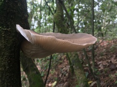 Pleurotus smithii