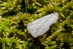 Lomographa glomeraria