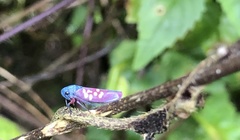 Graphocephala albomaculata