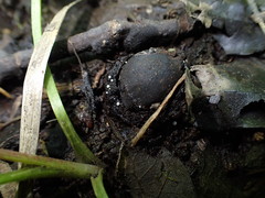 Hymenoscyphus imberbis